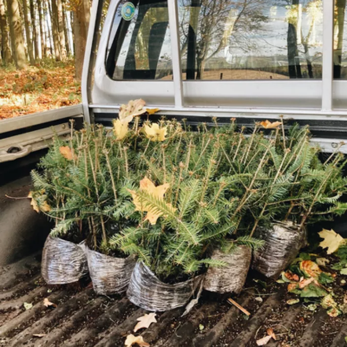 Tree planting near Pilsen